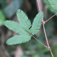 Mimosa pudica L.